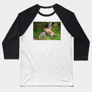 Fox (Vulpes vulpes), a British native mammal Baseball T-Shirt